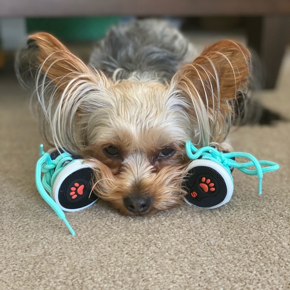 Dog Shoes - Small - Denim - Lace Up - Picture 3 of 7